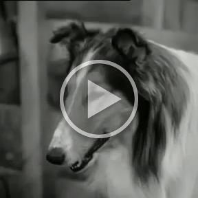 Lassie-1-Kathie-das-Borstenvieh-YouTube